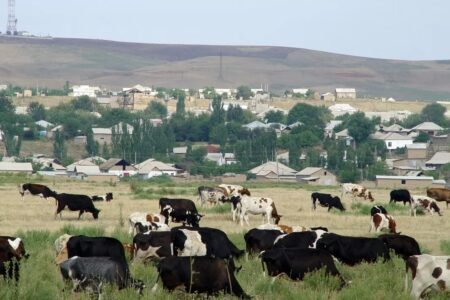 Жастарды ауылға апарудың тиімді жолы табылды